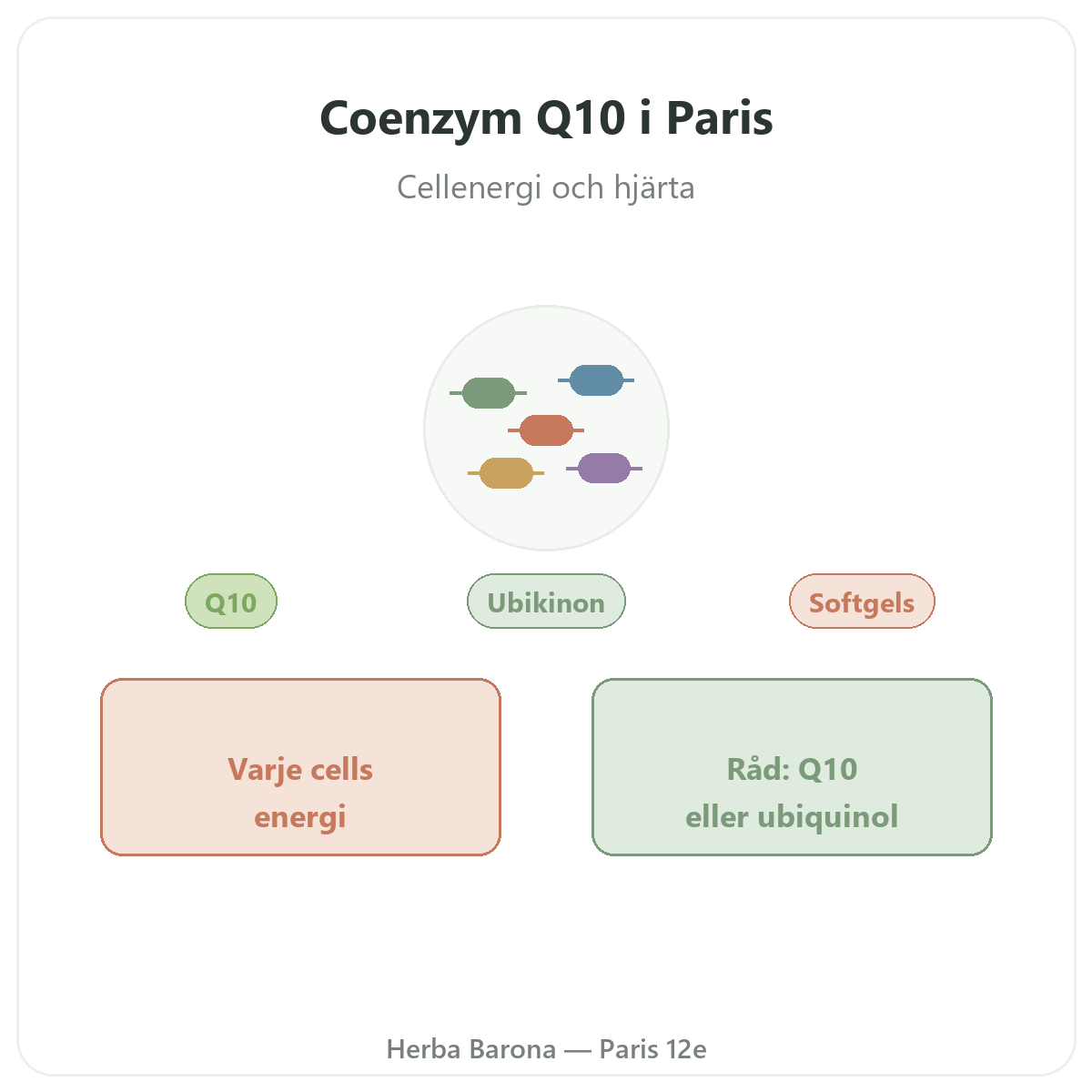 Koenzym Q10 Paris Paris - presentation av varumärket hos Herba Barona Paris 12e