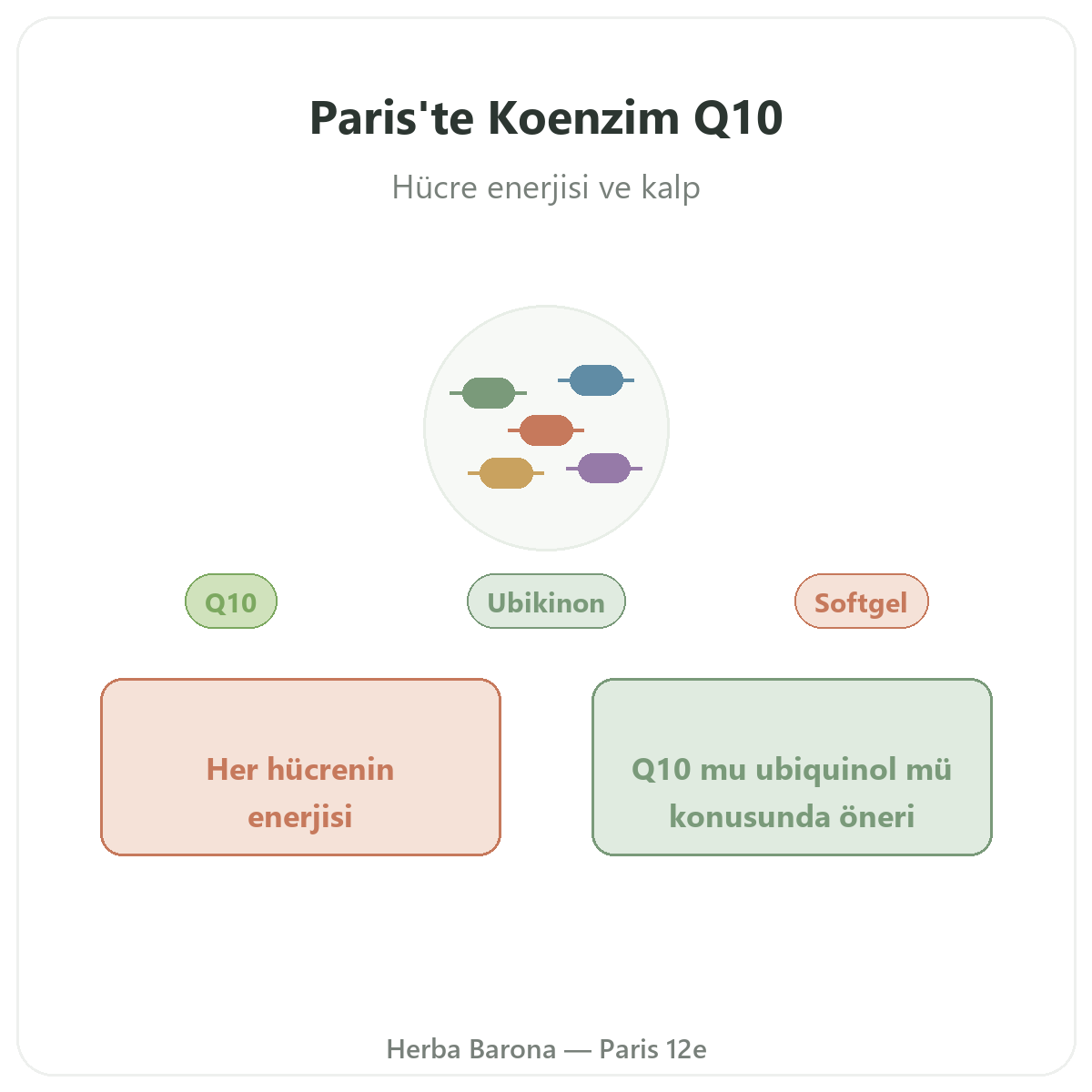 Koenzim Q10 Paris - Herba Barona Paris 12. bölge marka tanıtımı
