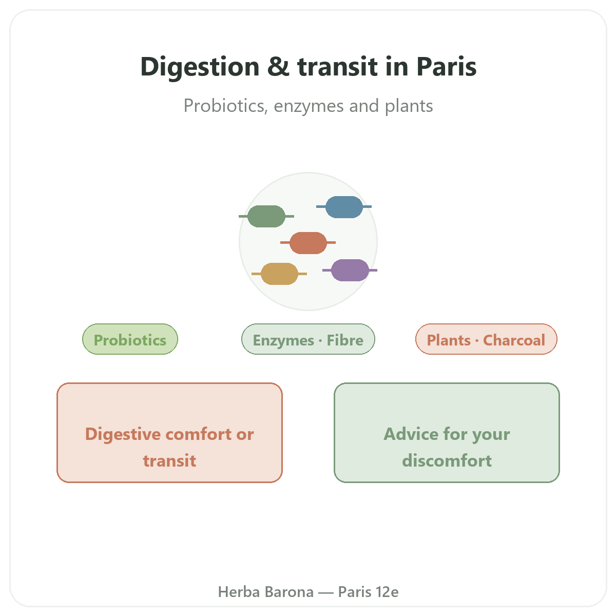 Digestion & Transit in Paris - category overview at Herba Barona Paris 12e