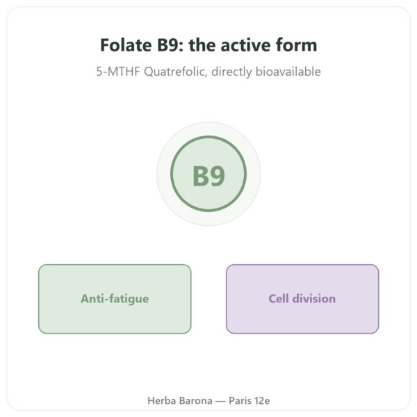 Folic Acid Vitamin B9 - Novoma presentation Paris Herba Barona