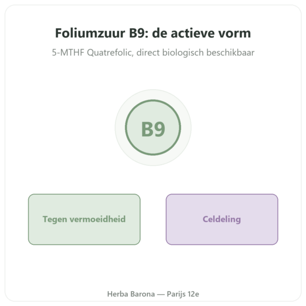 Foliumzuur vitamine B9 – Novoma presentatie Paris Herba Barona