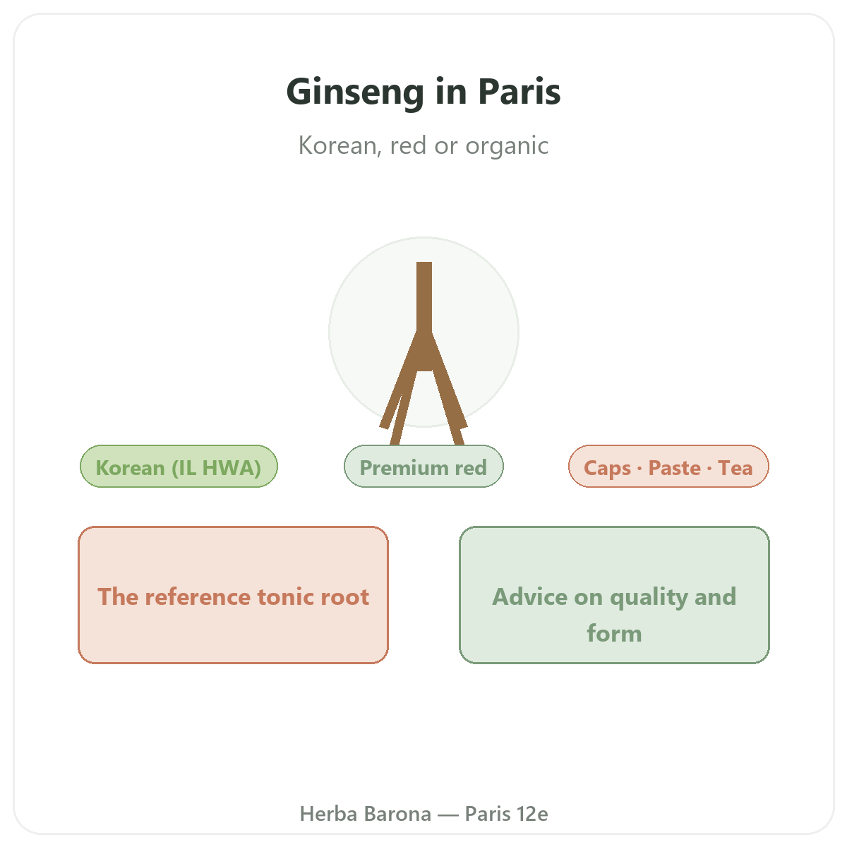 Ginseng coreen rouge Paris Paris - presentation de la marque chez Herba Barona Paris 12e