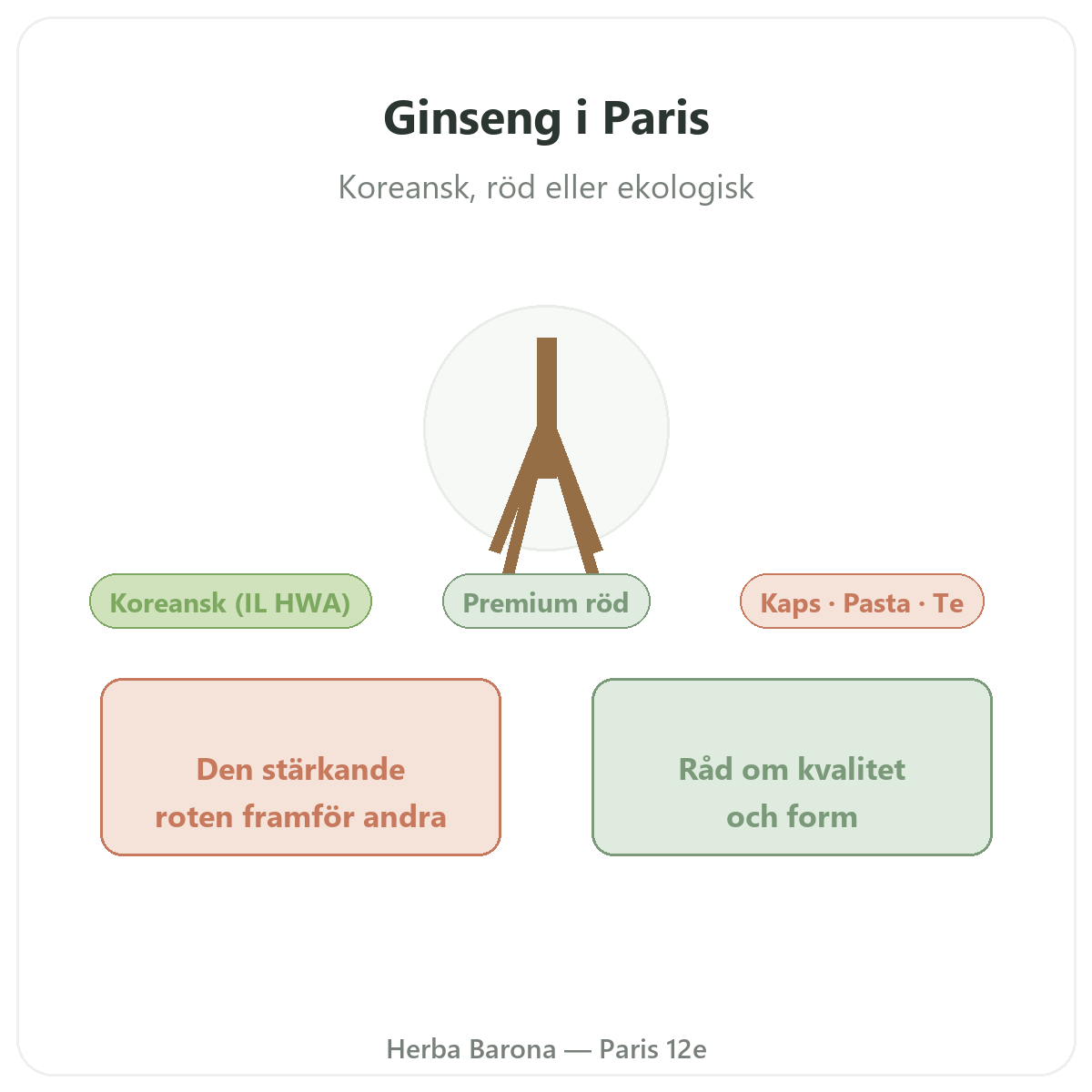Koreansk röd ginseng Paris - presentation av varumärket hos Herba Barona Paris 12e
