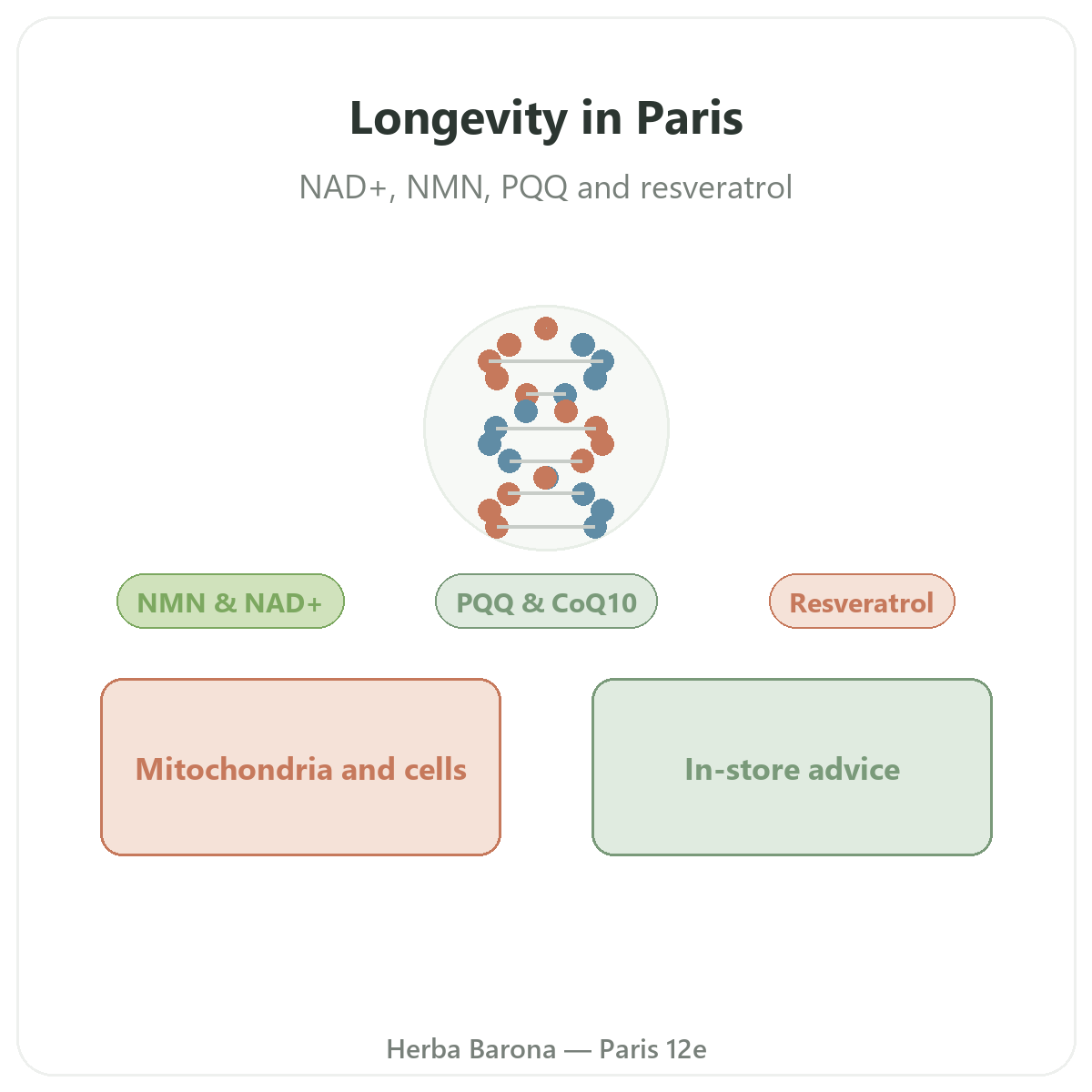 Longevity and anti-ageing supplements in Paris - at Herba Barona Paris 12th