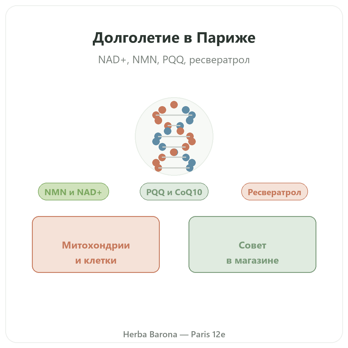 Добавки для долголетия и антивозрастного ухода в Париже - в магазине Herba Barona Париж, 12-й округ