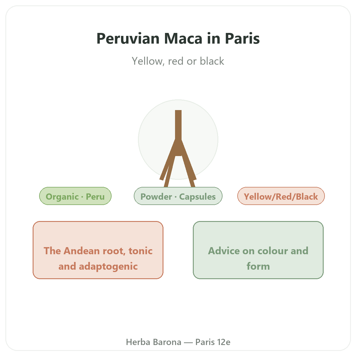 Organic Peruvian maca in Paris - brand overview at Herba Barona Paris 12th