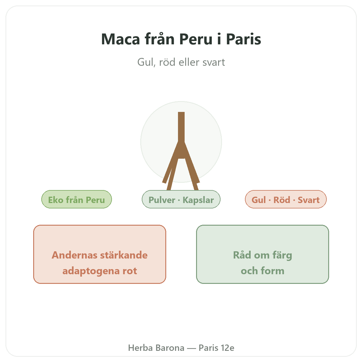 Ekologisk maca Peru Paris - presentation av varumärket hos Herba Barona Paris 12e