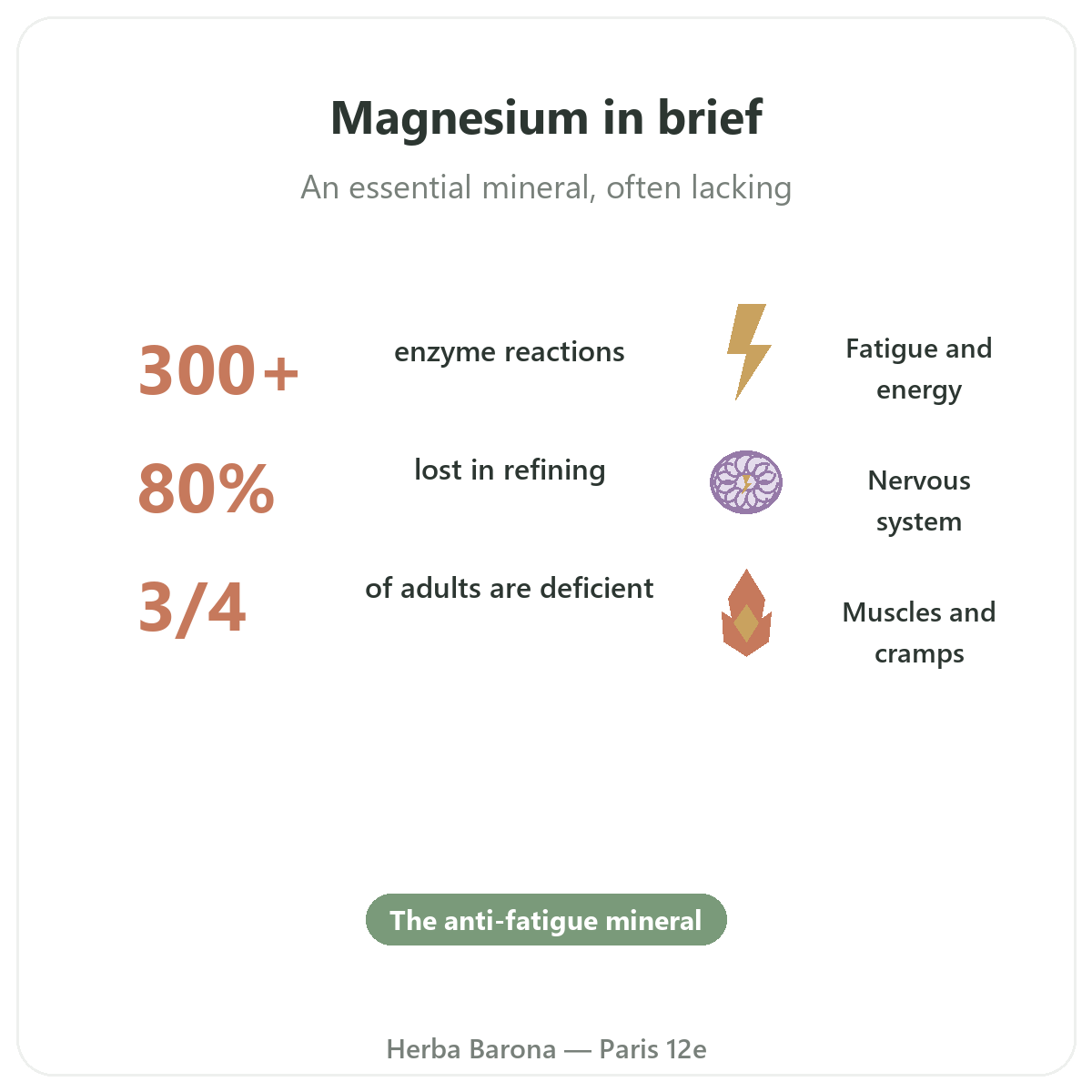 Magnesium in Paris at a glance - key facts at Herba Barona Paris 12th
