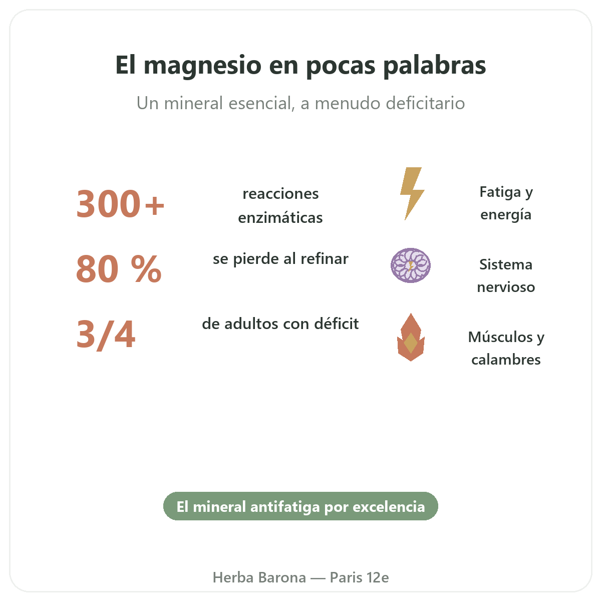 Magnesio París París en resumen - datos clave en Herba Barona París 12e