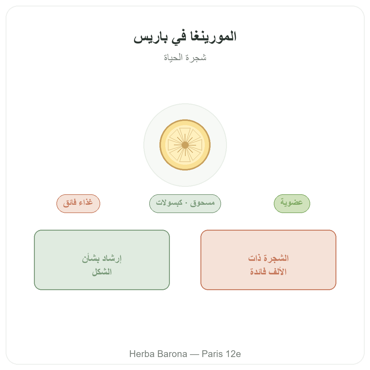 المورينجا في باريس - تقديم العلامة لدى Herba Barona باريس الدائرة 12
