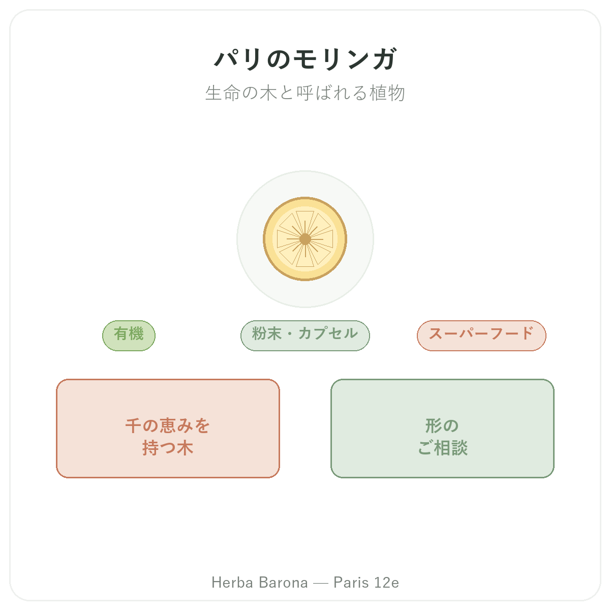 モリンガ パリ - ブランド紹介 Herba Barona パリ12区