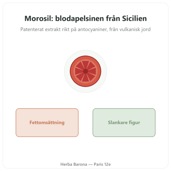Morosil – Novoma presentation Paris Herba Barona