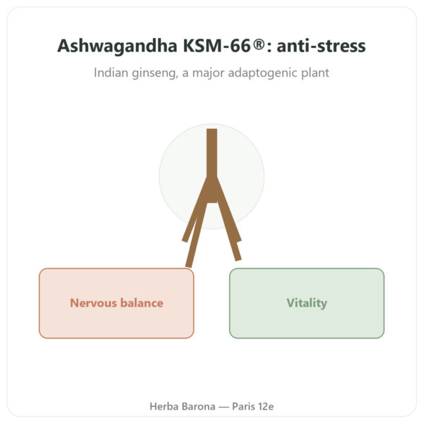 Organic Ashwagandha KSM-66® – Novoma – 60 Capsules presentation Paris Herba Barona