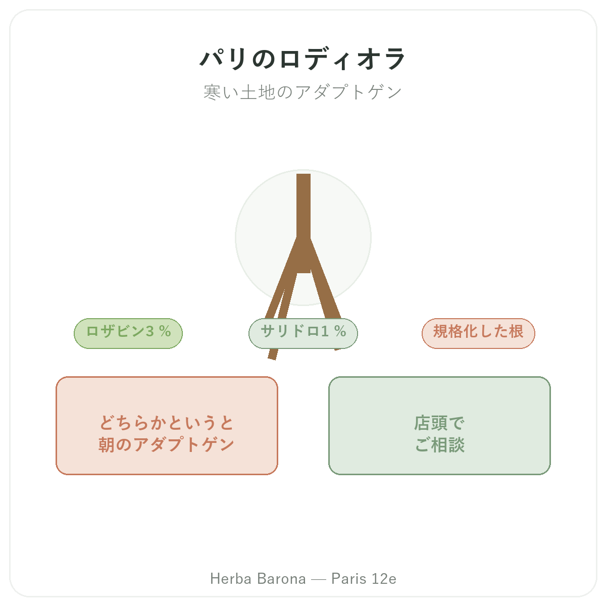 パリのロディオラ - Herba Barona パリ12区