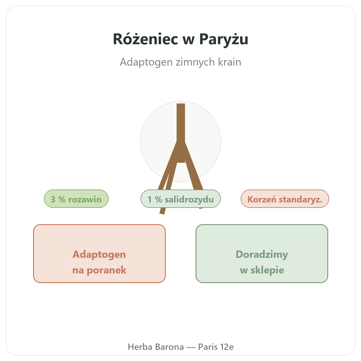 Rhodiola - prezentacja produktu w Herba Barona, wysyłka do Polski