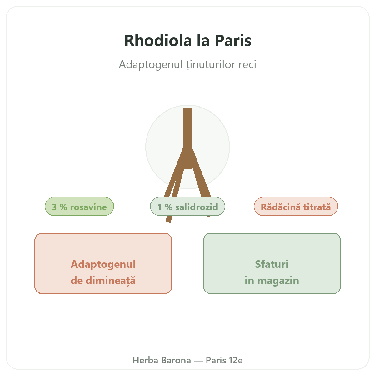 Rhodiola la Paris - la Herba Barona, Paris, arondismentul 12