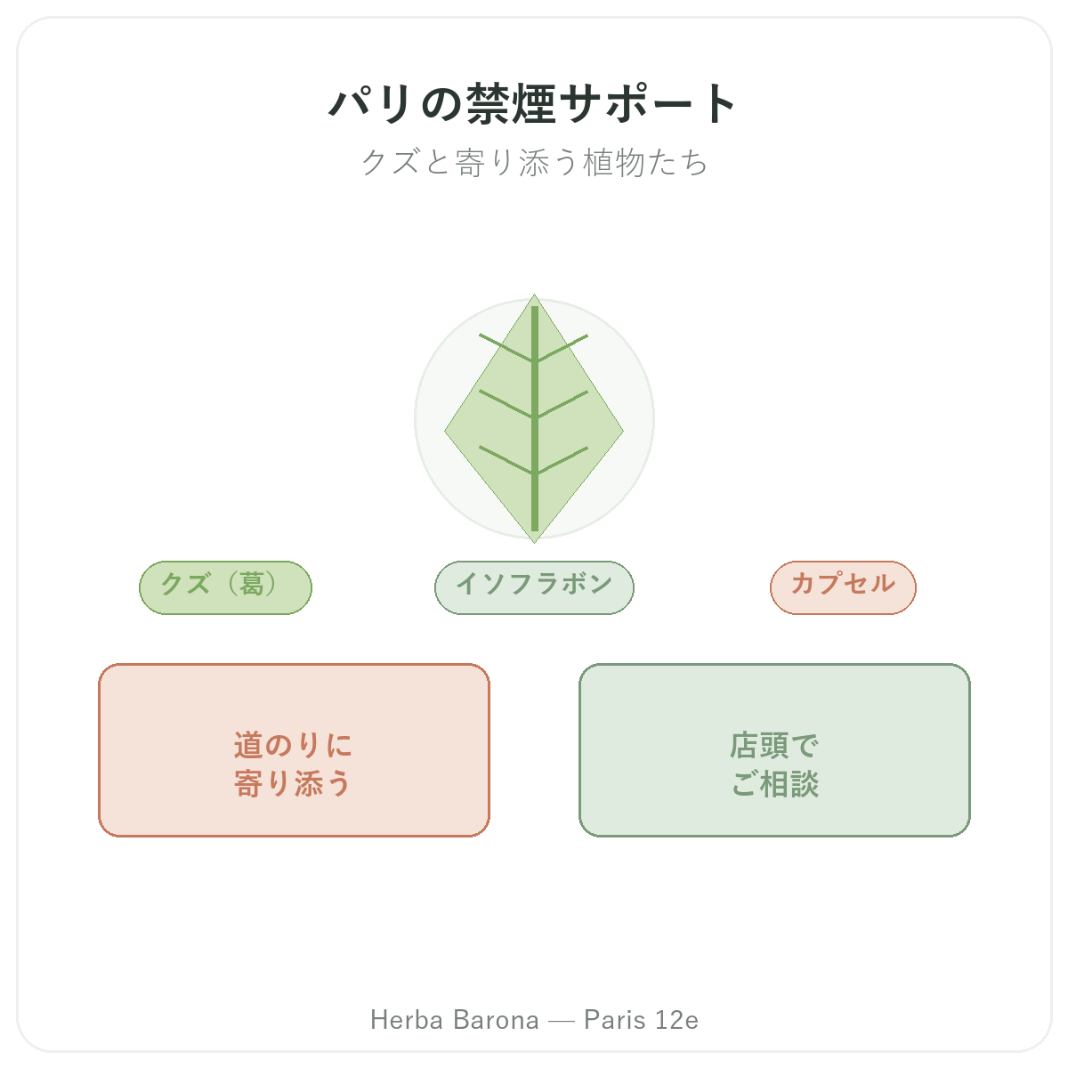 禁煙サポート製品 パリ - Herba Barona パリ12区