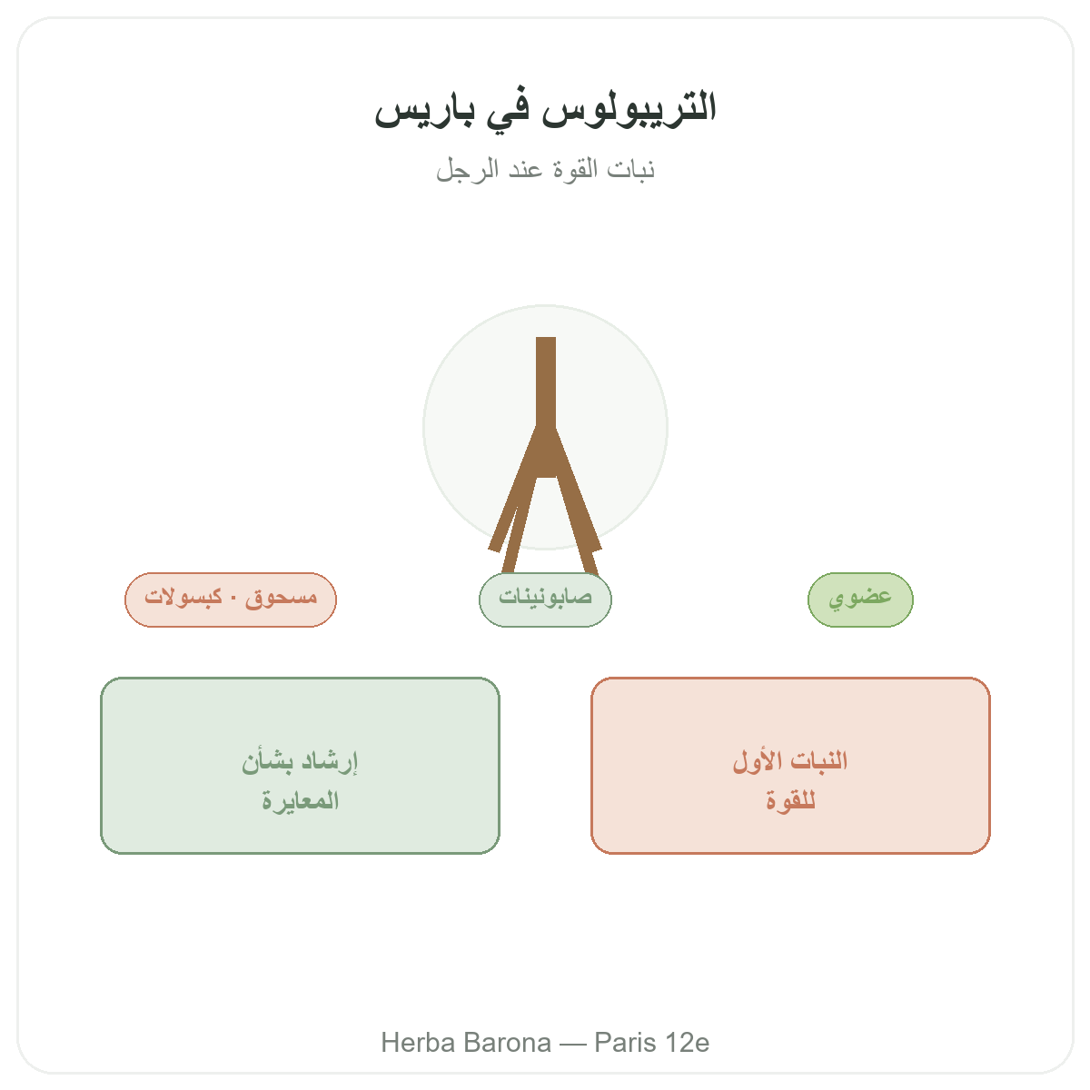 تريبولوس تيريستريس في باريس - تقديم لدى Herba Barona باريس 12