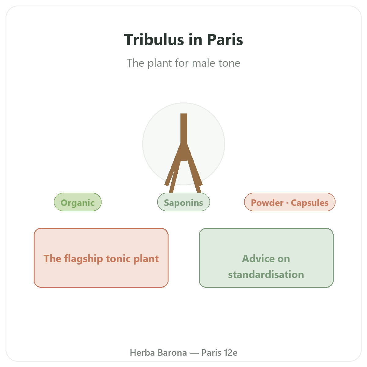 Tribulus in Paris - brand overview at Herba Barona Paris 12th
