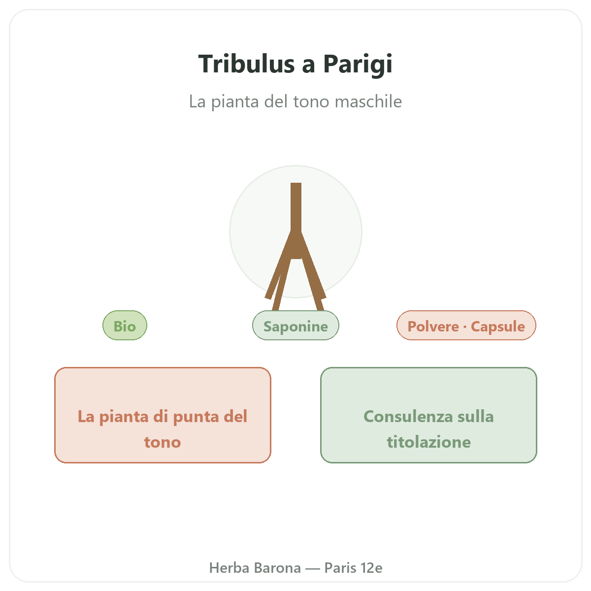 Tribulus Parigi Parigi - presentazione del marchio da Herba Barona Parigi 12e