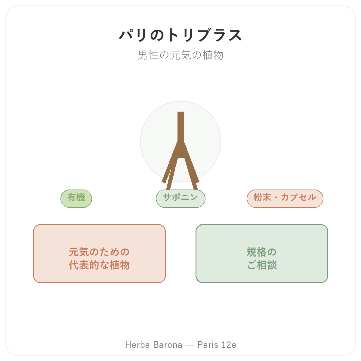 トリビュラス パリ - Herba Baronaのブランド紹介 パリ12区