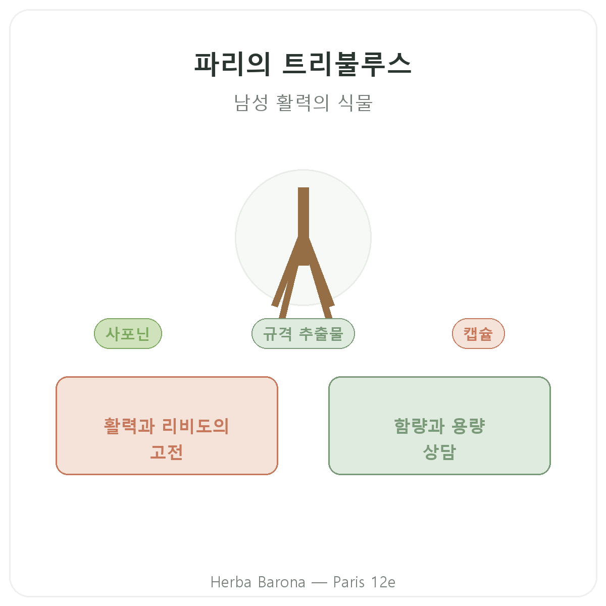 트리뷸러스 파리 - Herba Barona 파리 12구 브랜드 소개