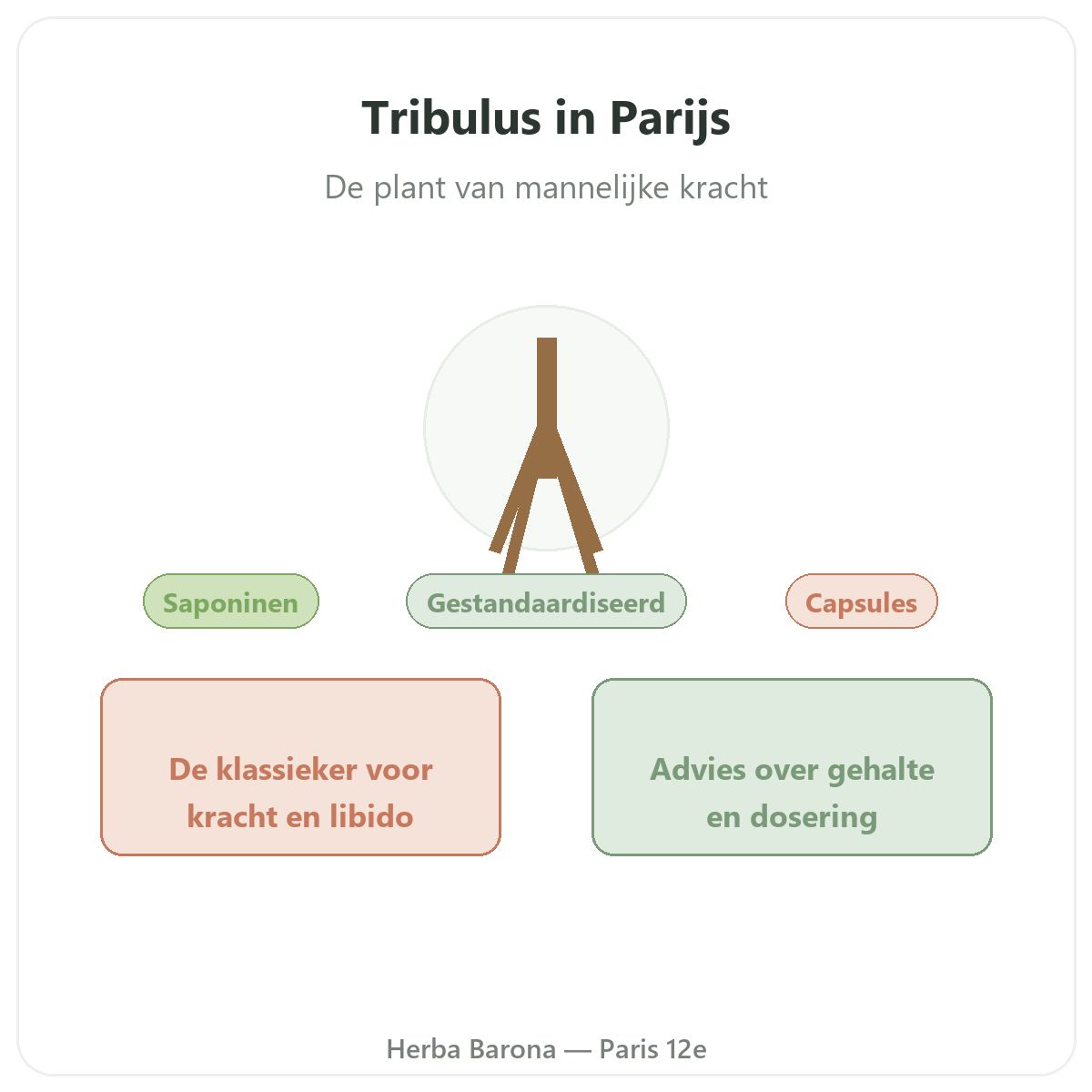 Tribulus Parijs - presentatie van het merk bij Herba Barona Parijs 12e