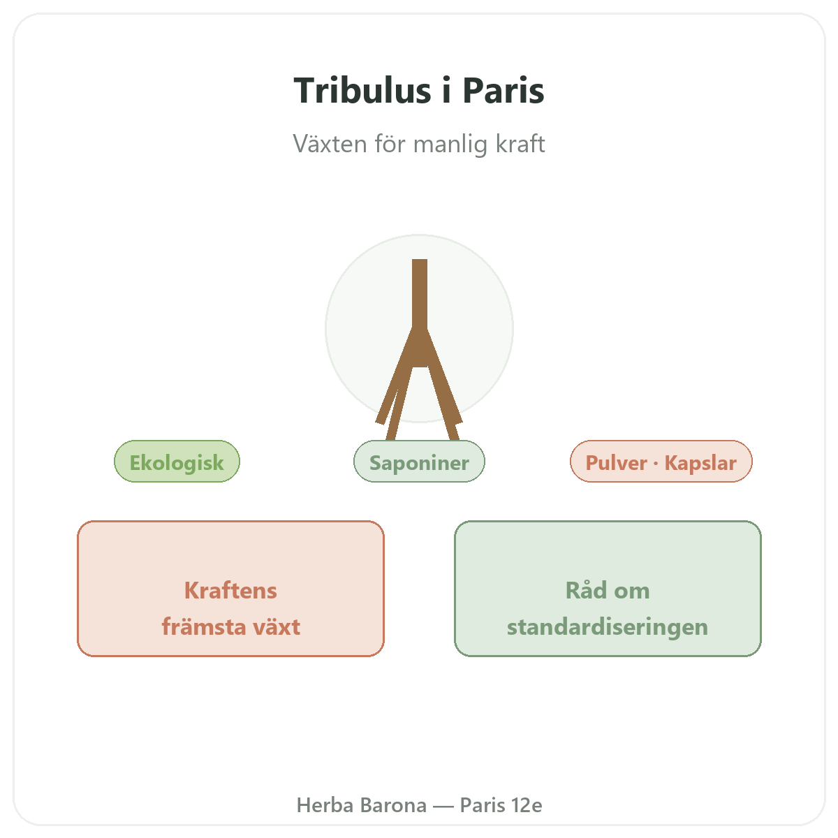 Tribulus Paris – presentation av varumärket hos Herba Barona Paris 12e