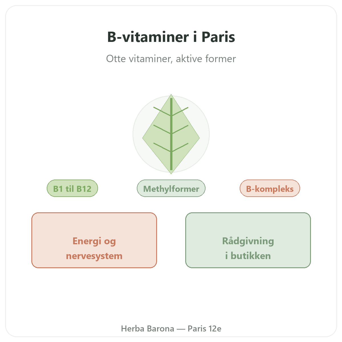 B-vitaminer i Paris - hos Herba Barona Paris 12
