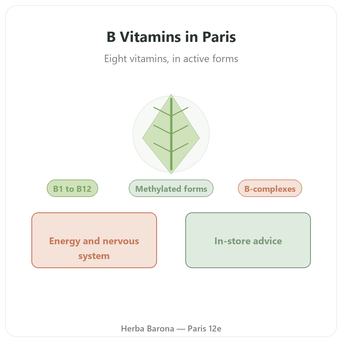 B Vitamins in Paris - at Herba Barona Paris 12th