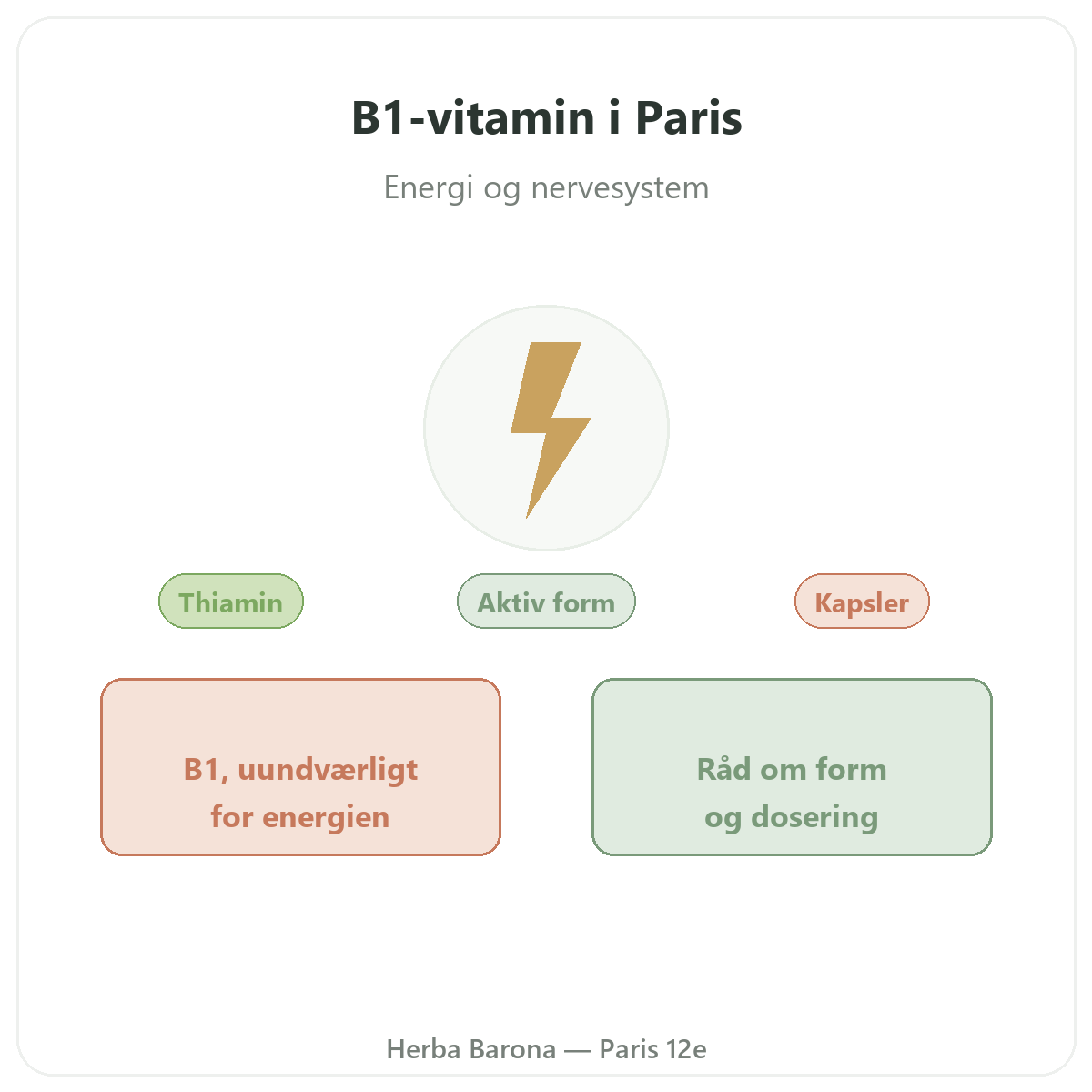 Vitamin B1 Paris Paris - præsentation af mærket hos Herba Barona Paris 12