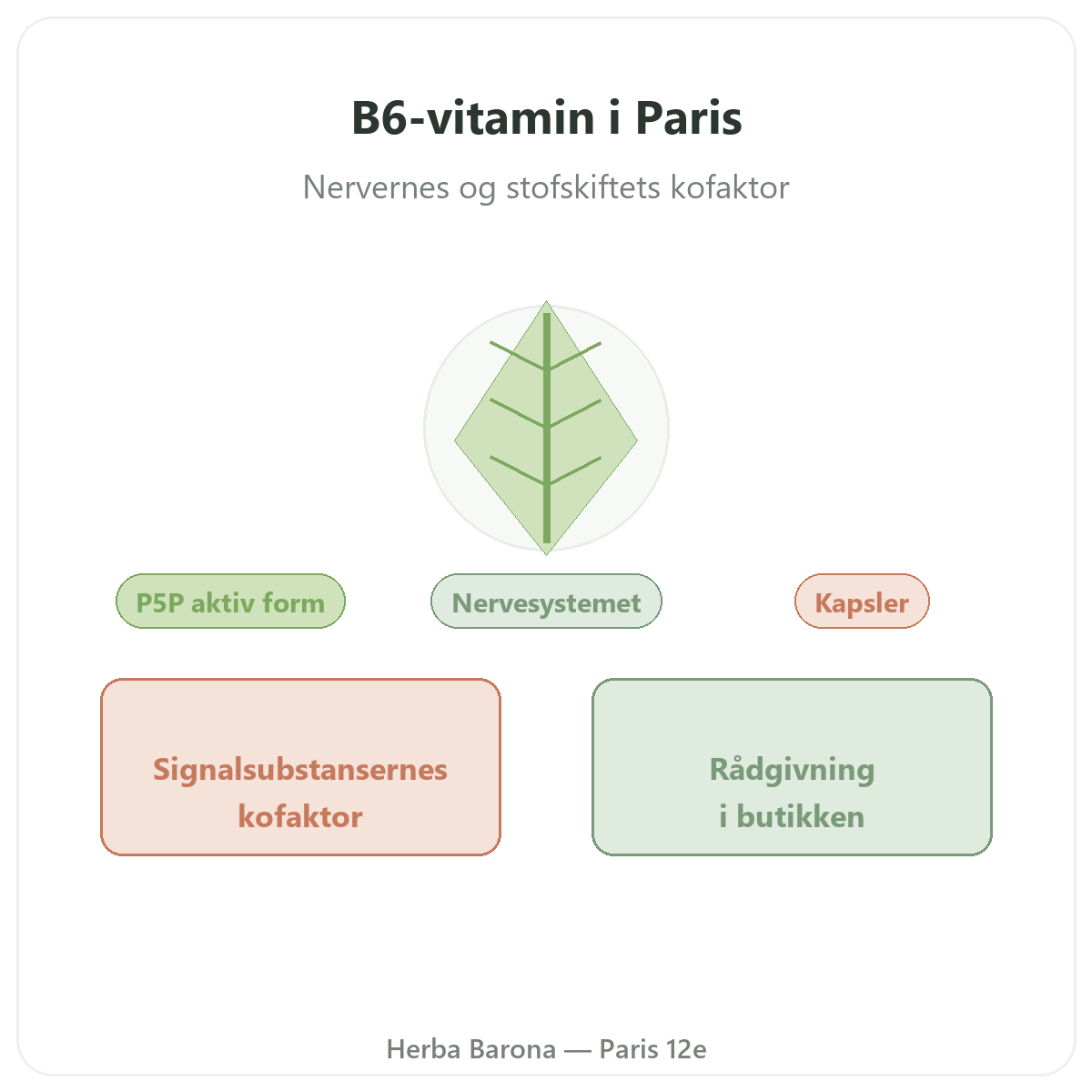 Vitamin B6 Paris Paris - præsentation af mærket hos Herba Barona Paris 12