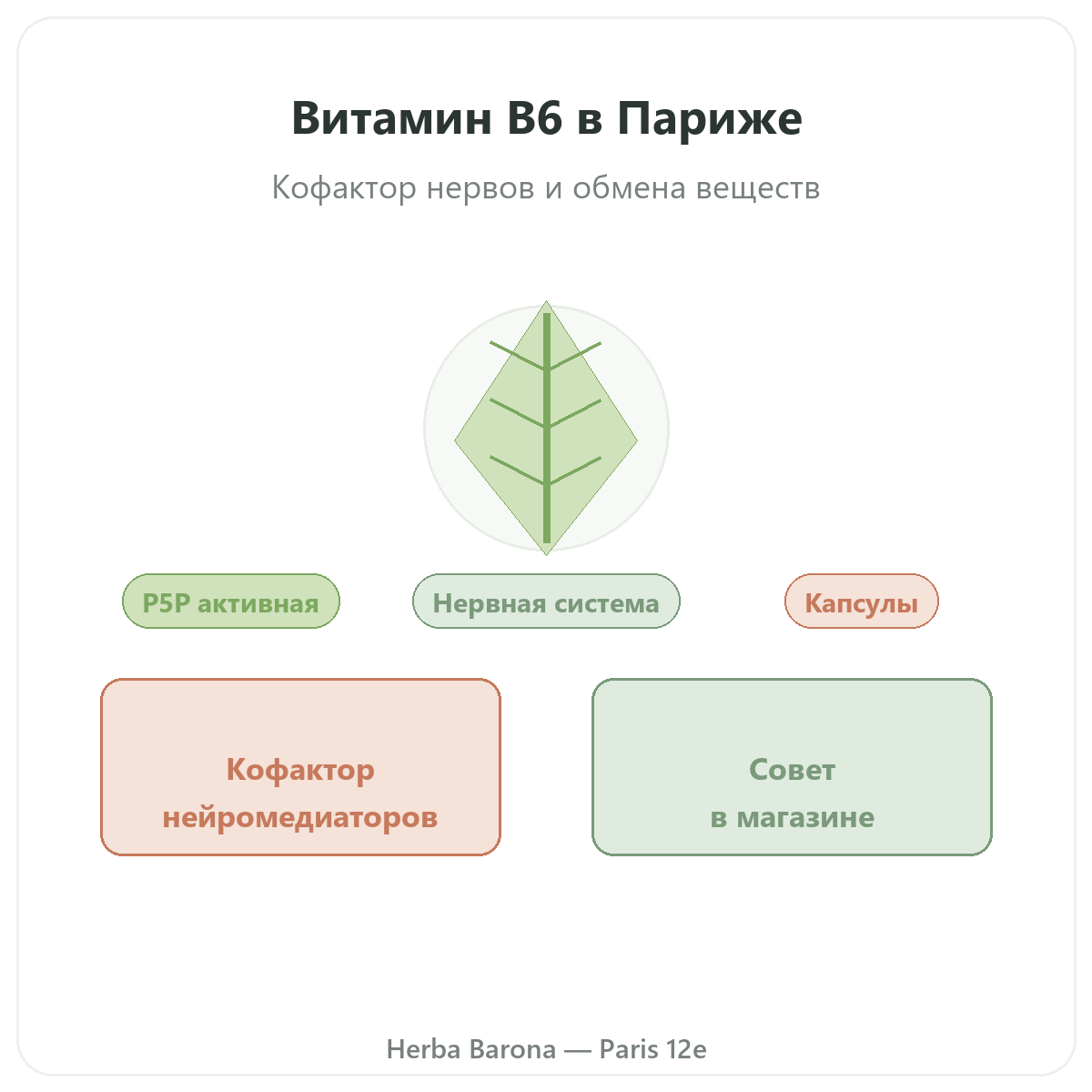 Витамин B6 Париж, Париж — презентация бренда в Herba Barona, Париж, 12-й округ