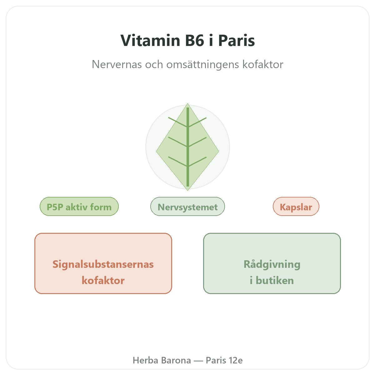 Vitamin B6 Paris Paris – presentation av varumärket hos Herba Barona Paris 12e