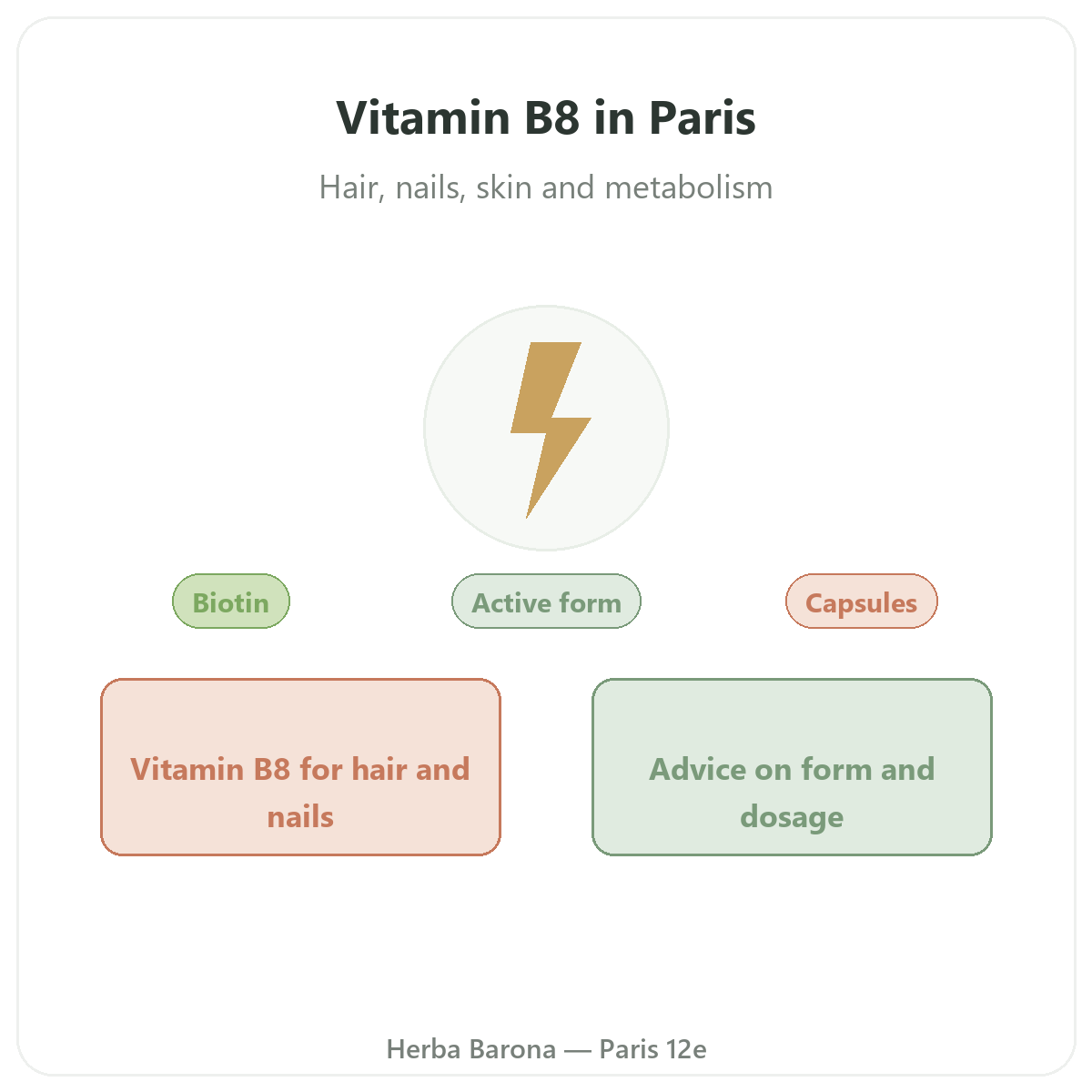 Vitamine B8 Paris Paris - presentation de la marque chez Herba Barona Paris 12e
