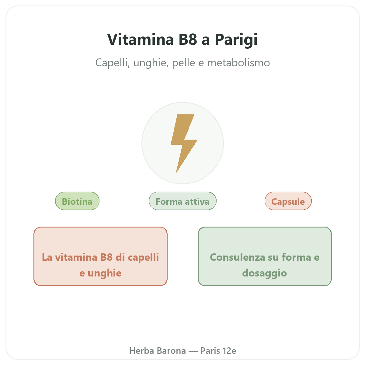 Vitamine B8 Paris Paris - presentation de la marque chez Herba Barona Paris 12e