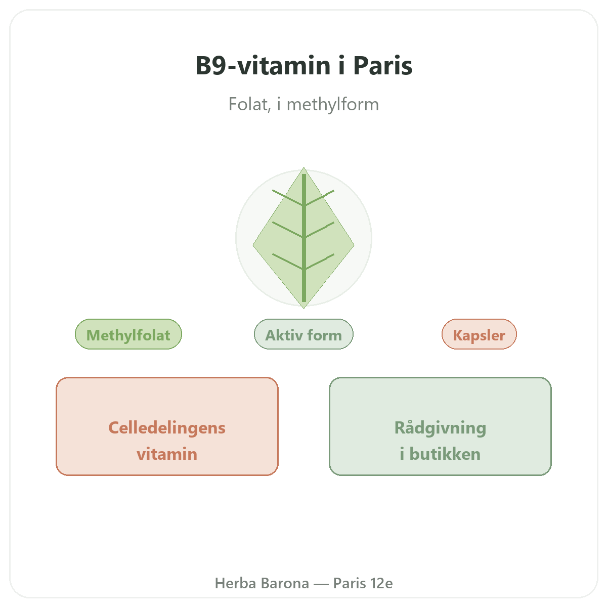 Vitamin B9 Paris Paris - præsentation af mærket hos Herba Barona Paris 12