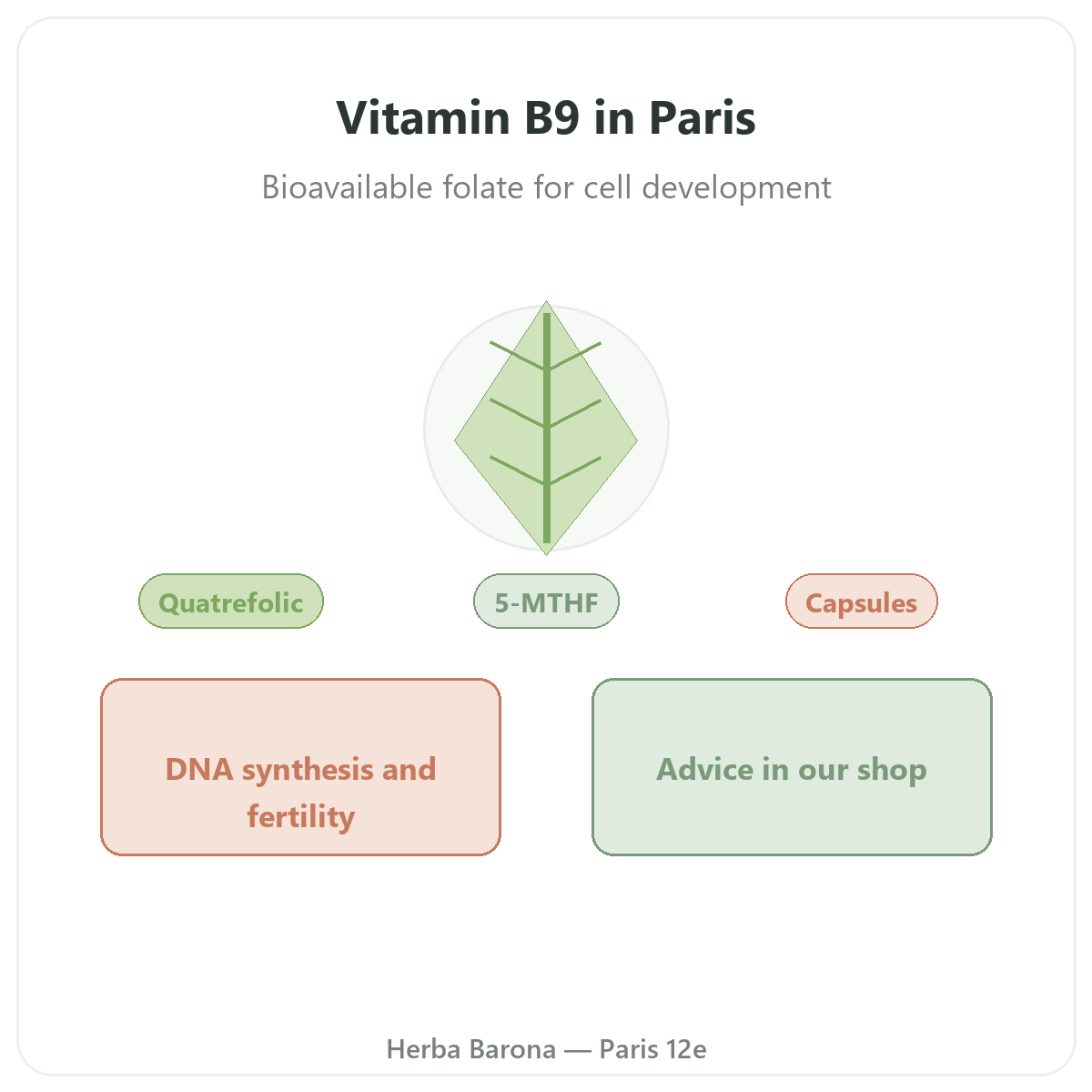 Vitamin B9 in Paris - brand overview at Herba Barona Paris 12th