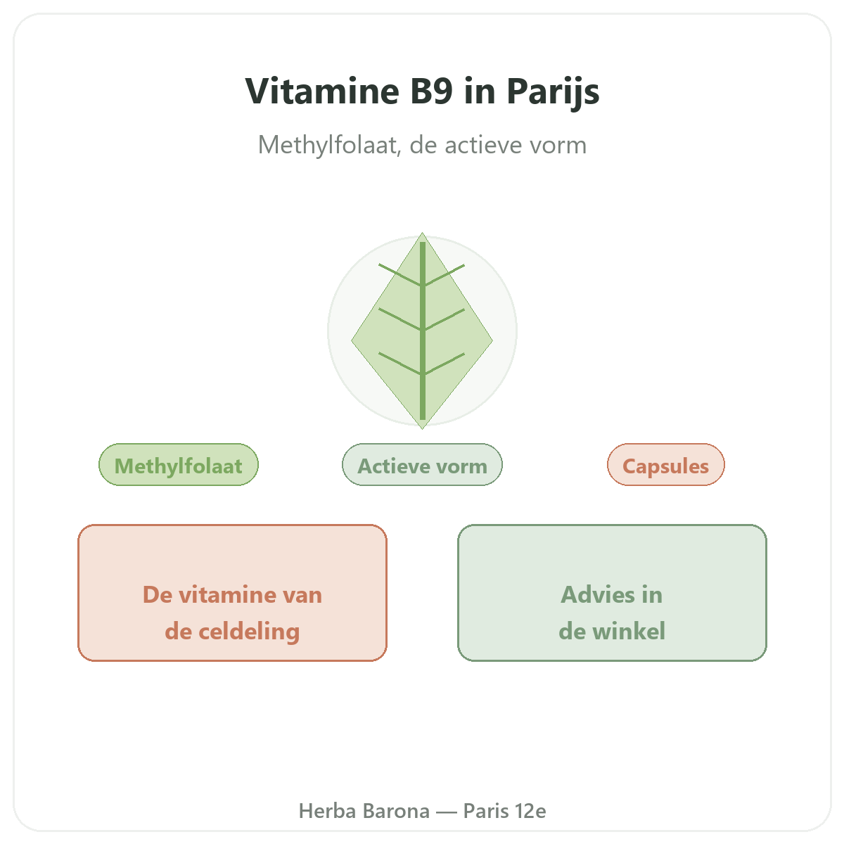 Vitamine B9 in Parijs - presentatie van het merk bij Herba Barona Parijs 12e