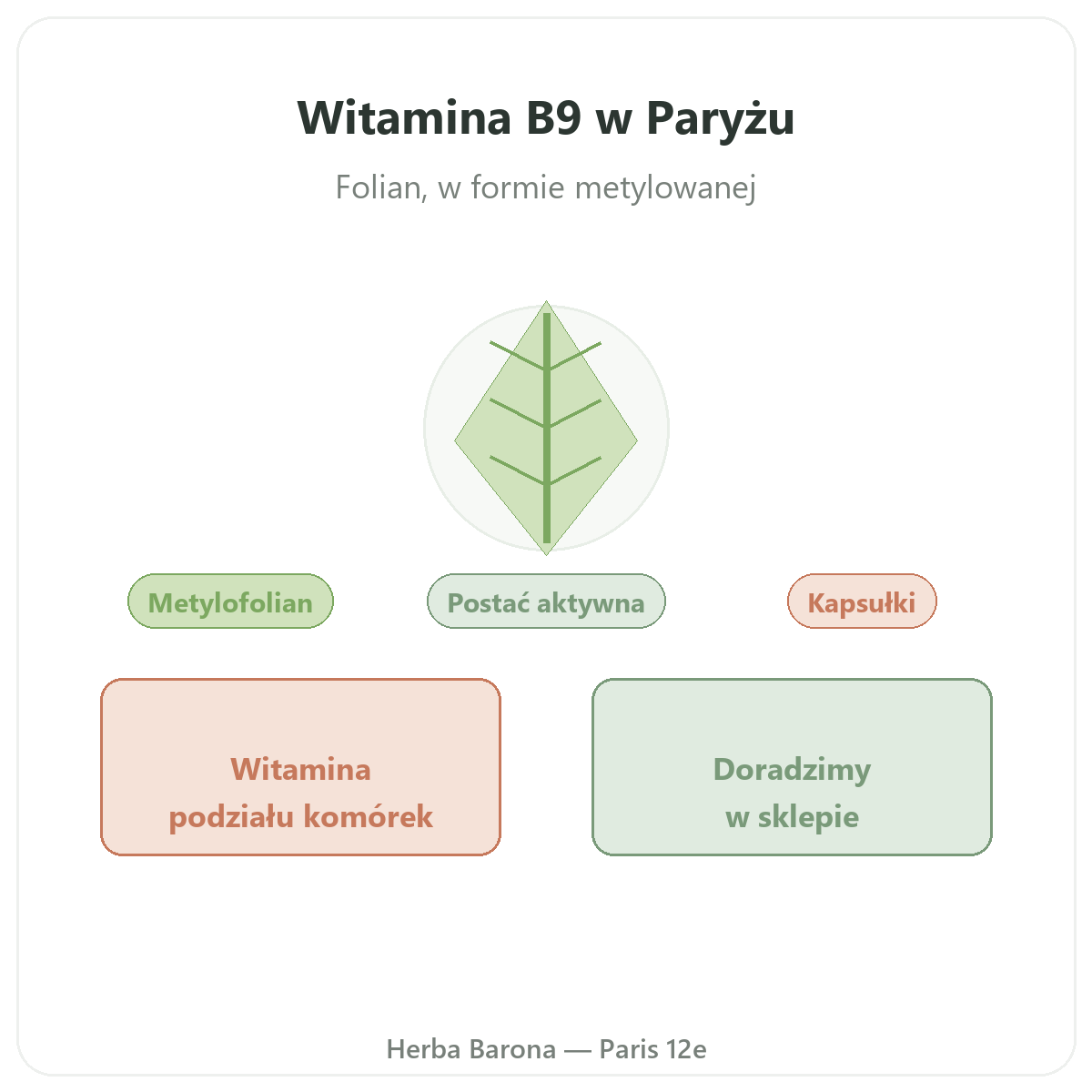 Witamina B9 w Paryżu - prezentacja oferty u Herba Barona Paryż 12