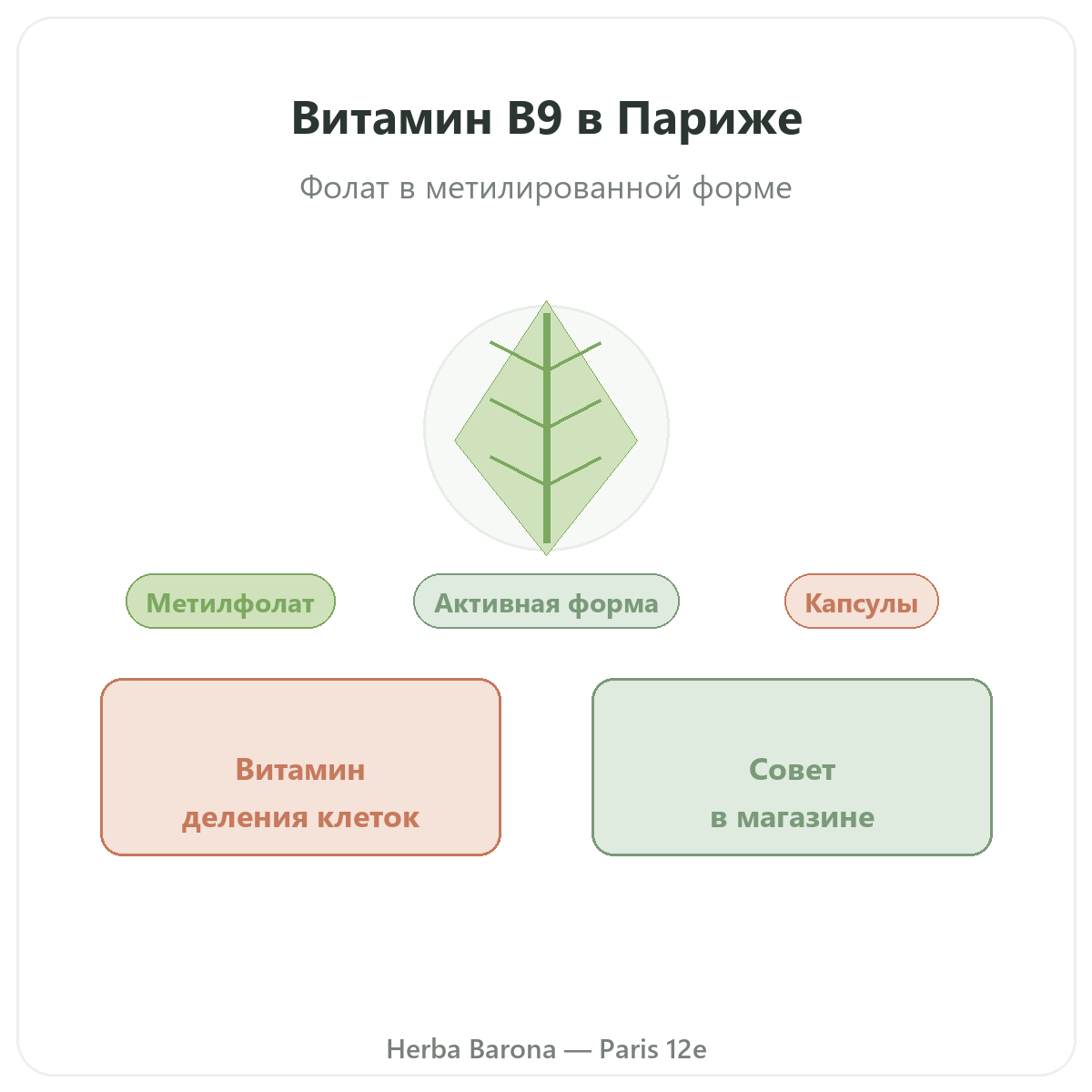 Витамин B9 Париж, Париж — презентация бренда в Herba Barona, Париж, 12-й округ