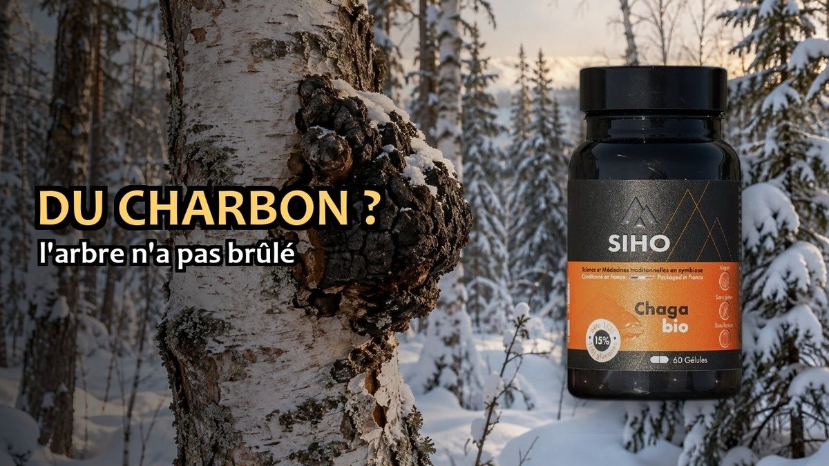Vidéo Chaga bio SIHO Paris Herba Barona