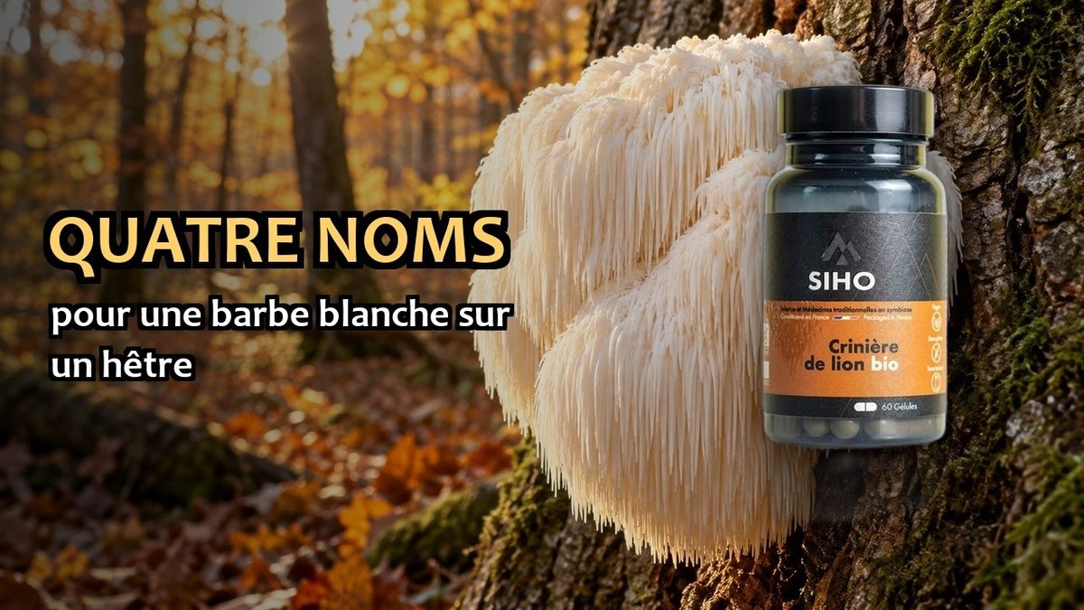 Vidéo Crinière de lion bio SIHO Paris Herba Barona