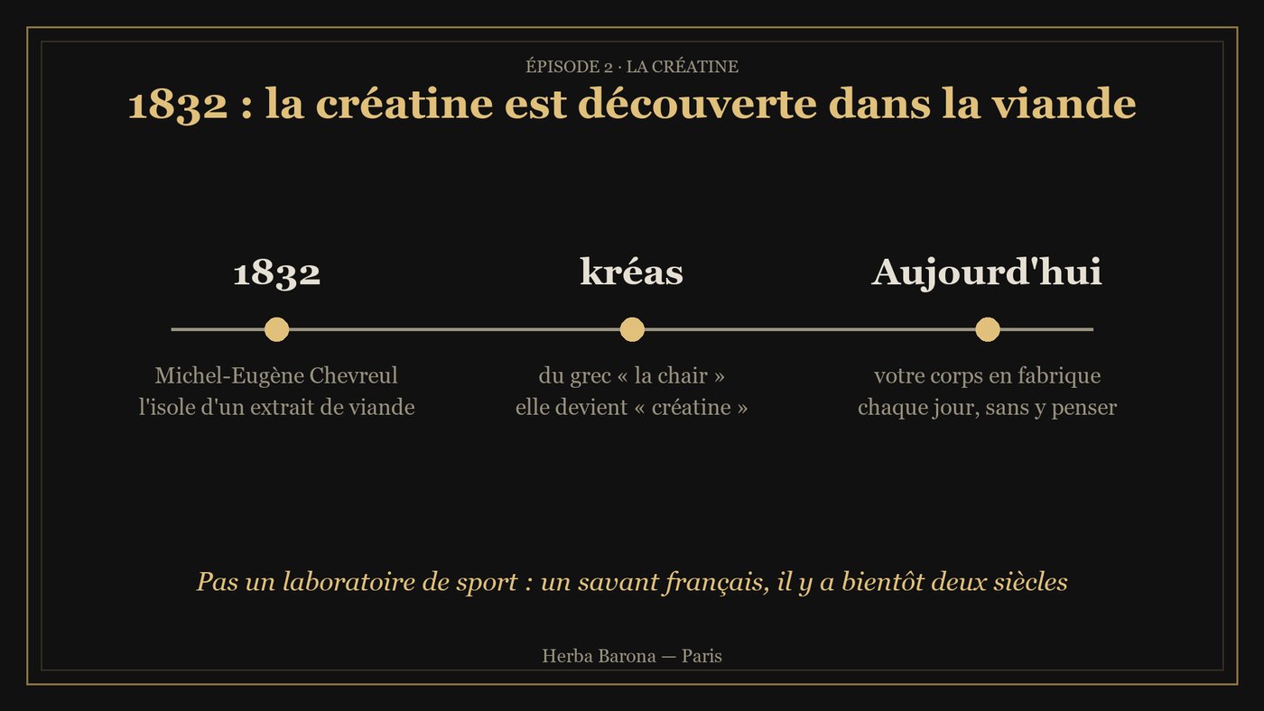 Frise : 1832, Michel-Eugène Chevreul découvre la créatine dans la viande