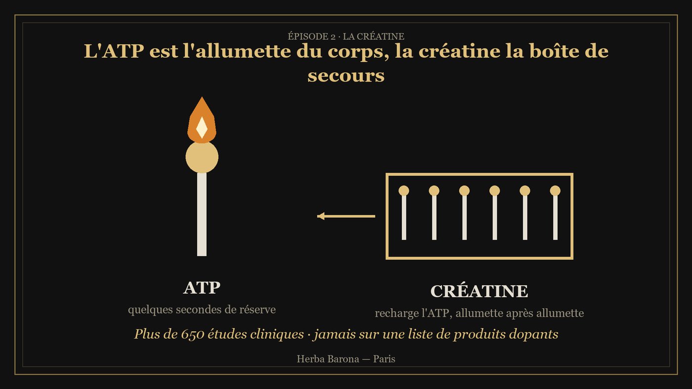 Schéma : l'ATP est l'allumette du corps, la créatine la boîte d'allumettes de secours