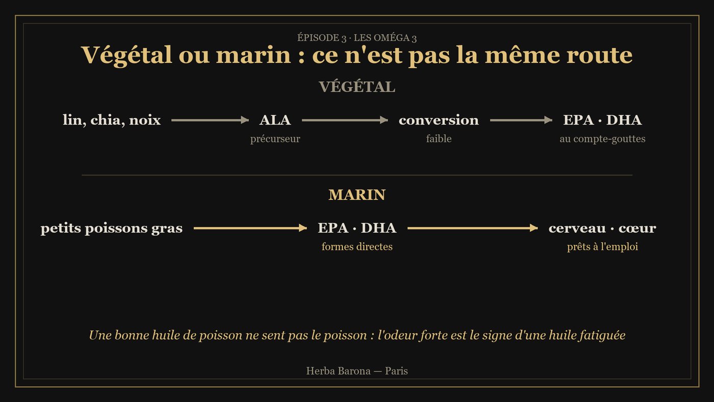 Schéma : la route végétale passe par l'ALA et une conversion faible, la route marine donne directement EPA et DHA