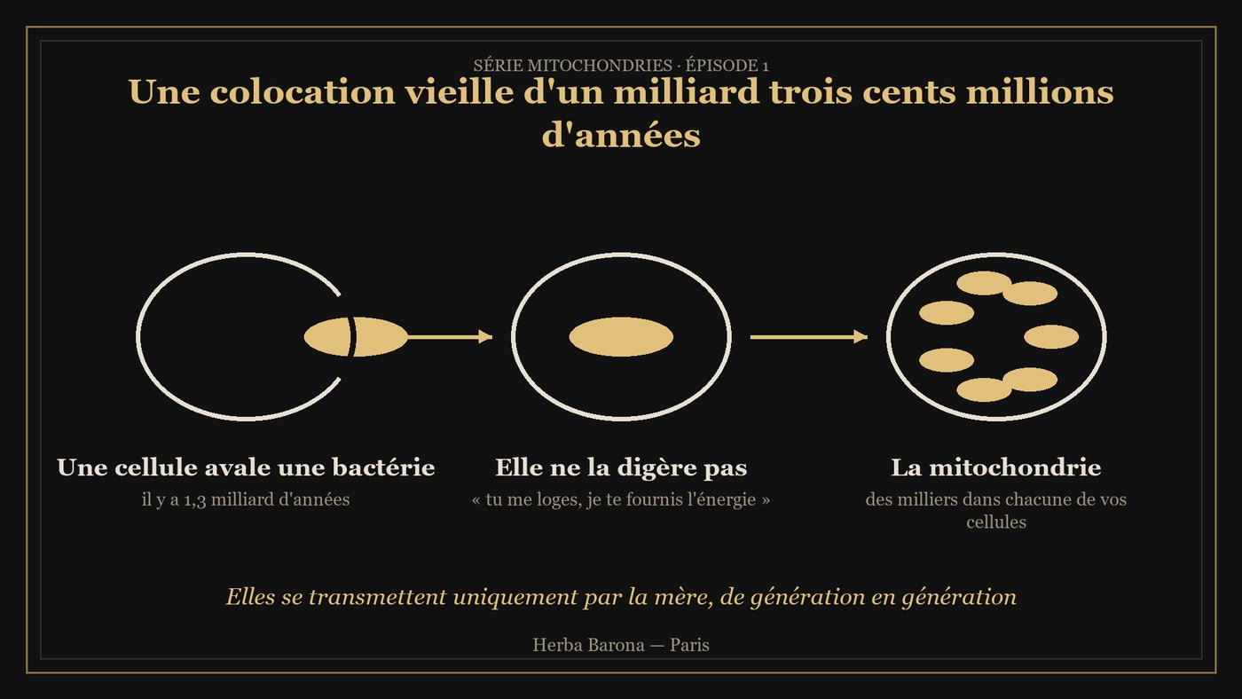 Schéma : une cellule avale une bactérie il y a 1,3 milliard d'années, elle devient la mitochondrie