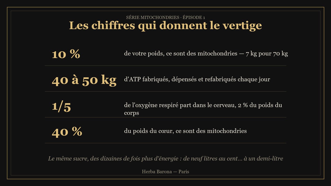 Tableau : 10 % du poids du corps, 40 à 50 kg d'ATP par jour, un cinquième de l'oxygène pour le cerveau
