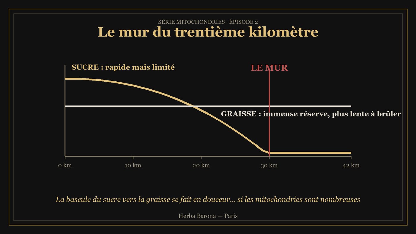 Graphique : au trentième kilomètre, la réserve de sucre s'épuise, le corps bascule sur la graisse