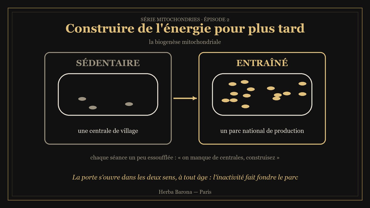 Schéma : fibre musculaire d'un sédentaire avec peu de mitochondries contre un entraîné qui en a beaucoup